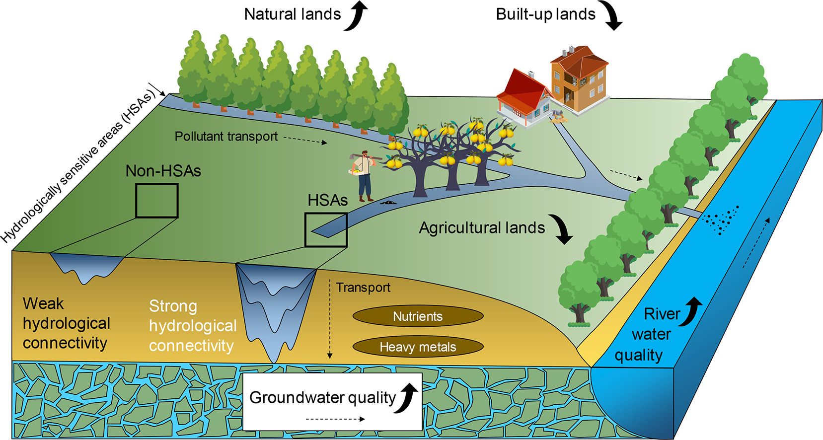 Prioritizing ecological restoration in hydrologically sensitive areas to improve groundwater quality