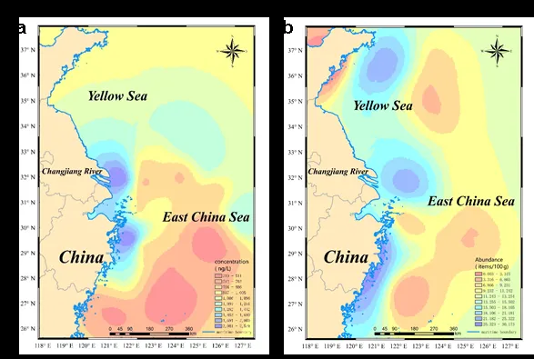 Microplastics emerge as a hotspot for dibutyl phthalate sources in rivers and oceans: Leaching behavior and potential risks