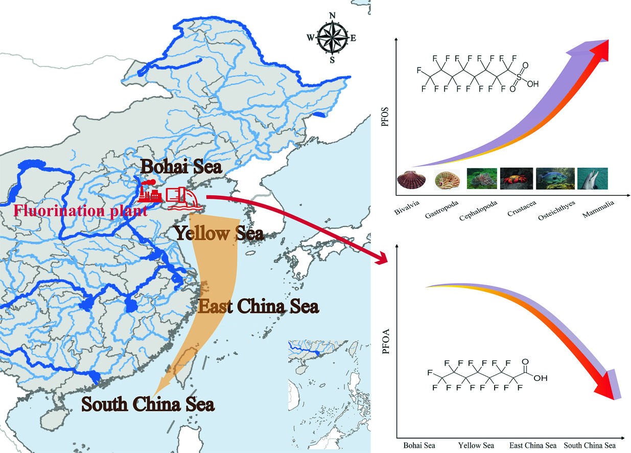 Per- and polyfluoroalkyl substances in a subtropical river-mangrove estuary-bay system