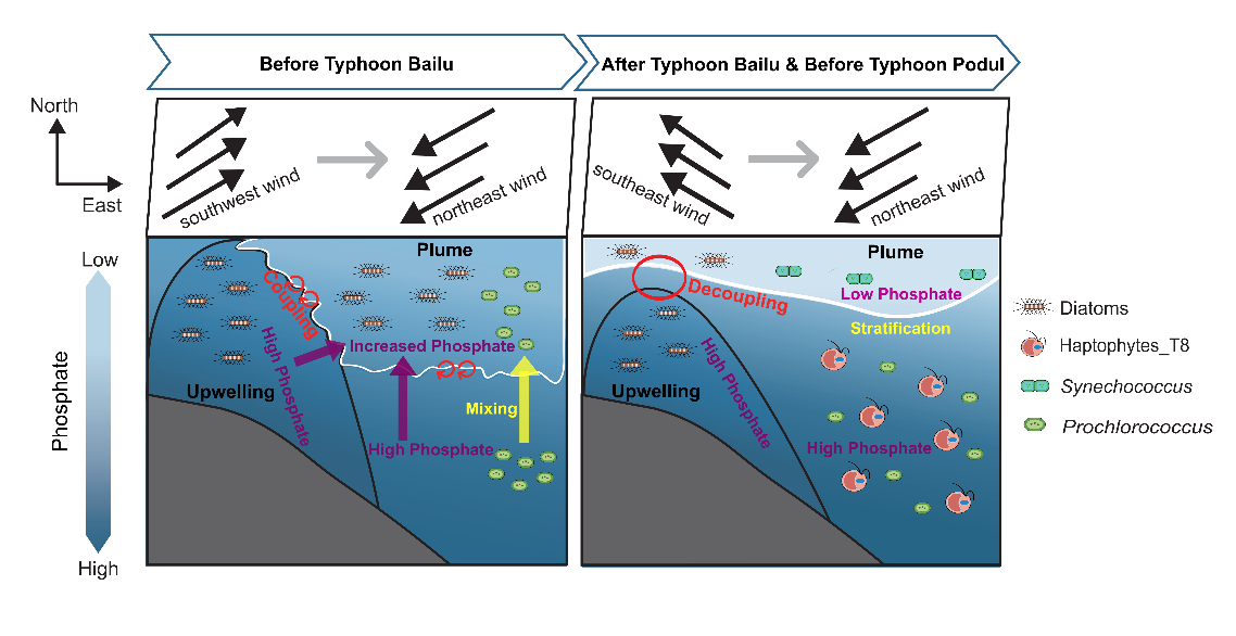 Reduced phytoplankton biomass in a subtropical plume-upwelling system induced by typhoons Bailu and Podul