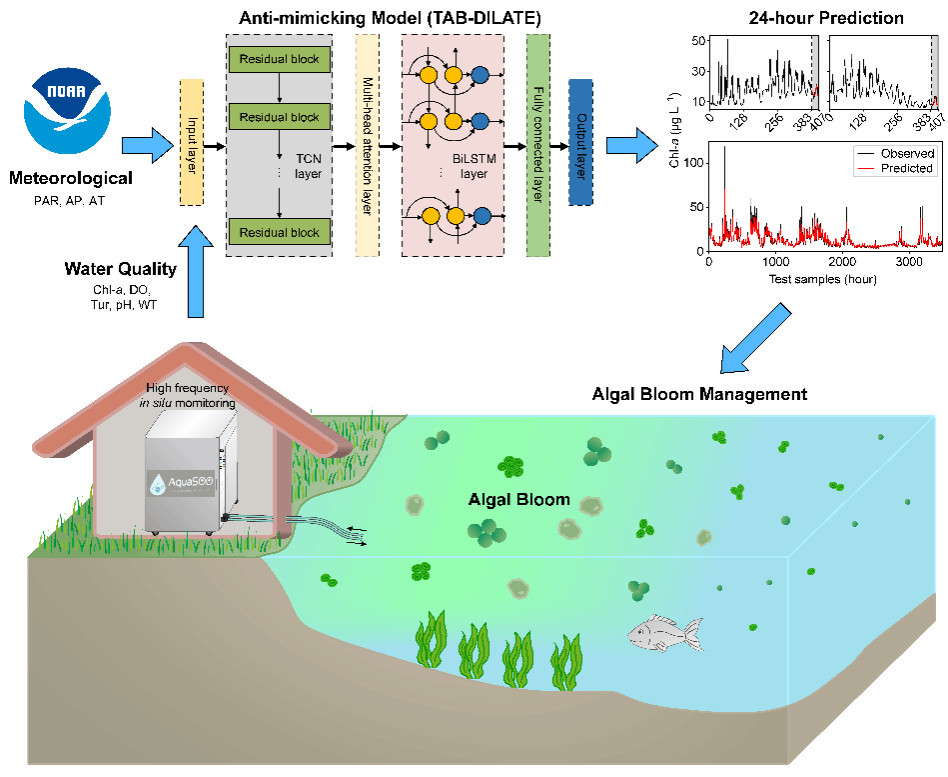 Enhancing short-term algal bloom forecasting through an anti-mimicking hybrid deep learning method